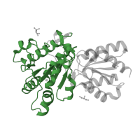 The deposited structure of PDB entry 2bfb contains 1 copy of Pfam domain PF02779 (Transketolase, pyrimidine binding domain) in 2-oxoisovalerate dehydrogenase subunit beta, mitochondrial. Showing 1 copy in chain B.