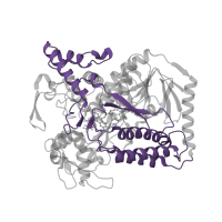 The deposited structure of PDB entry 2bs3 contains 2 copies of SCOP domain 46978 (Succinate dehydrogenase/fumarate reductase flavoprotein C-terminal domain) in Fumarate reductase flavoprotein subunit. Showing 1 copy in chain A.