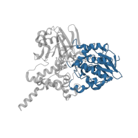The deposited structure of PDB entry 2c67 contains 2 copies of CATH domain 3.50.50.60 (FAD/NAD(P)-binding domain) in Amine oxidase [flavin-containing] B. Showing 1 copy in chain A.