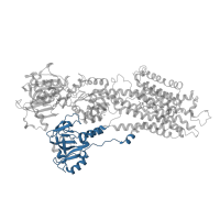 The deposited structure of PDB entry 2c8k contains 1 copy of CATH domain 2.70.150.10 (Calcium-transporting ATPase, cytoplasmic transduction domain A) in Sarcoplasmic/endoplasmic reticulum calcium ATPase 1. Showing 1 copy in chain A.