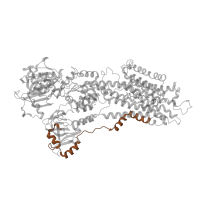 The deposited structure of PDB entry 2c8k contains 1 copy of Pfam domain PF00690 (Cation transporter/ATPase, N-terminus) in Sarcoplasmic/endoplasmic reticulum calcium ATPase 1. Showing 1 copy in chain A.