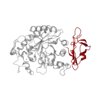 The deposited structure of PDB entry 2cpu contains 1 copy of CATH domain 2.60.40.1180 (Immunoglobulin-like) in Pancreatic alpha-amylase. Showing 1 copy in chain A.