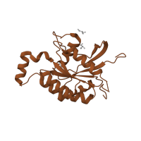 The deposited structure of PDB entry 2dfk contains 2 copies of CATH domain 3.40.50.300 (Rossmann fold) in Cell division control protein 42 homolog. Showing 1 copy in chain D.