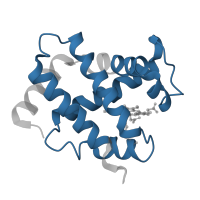 The deposited structure of PDB entry 2dhb contains 1 copy of Pfam domain PF00042 (Globin) in Hemoglobin subunit alpha. Showing 1 copy in chain A.