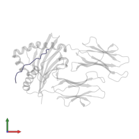 Collagen alpha-1(II) chain in PDB entry 2fse, assembly 2, front view.