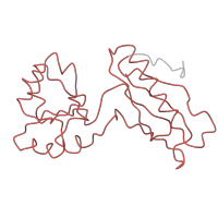 The deposited structure of PDB entry 2ftc contains 1 copy of Pfam domain PF00687 (Ribosomal protein L1p/L10e family) in Large ribosomal subunit protein uL1m. Showing 1 copy in chain B [auth A].