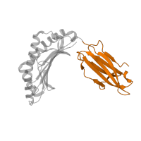 The deposited structure of PDB entry 2fyy contains 1 copy of SCOP domain 48942 (C1 set domains (antibody constant domain-like)) in Ig-like domain-containing protein. Showing 1 copy in chain A.