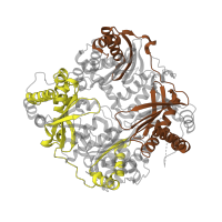 The deposited structure of PDB entry 2g56 contains 4 copies of Pfam domain PF05193 (Peptidase M16 inactive domain) in Insulin-degrading enzyme. Showing 2 copies in chain A.