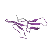 The deposited structure of PDB entry 2g81 contains 1 copy of SCOP domain 57248 (Bowman-Birk inhibitor, BBI) in Bowman-Birk serine protease inhibitors family domain-containing protein. Showing 1 copy in chain B [auth I].