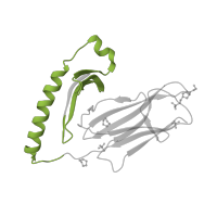 The deposited structure of PDB entry 2g9h contains 1 copy of SCOP domain 54453 (MHC antigen-recognition domain) in HLA class II histocompatibility antigen, DR alpha chain. Showing 1 copy in chain A.