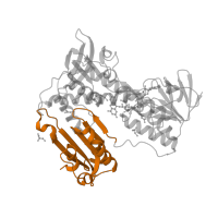 The deposited structure of PDB entry 2gh5 contains 2 copies of Pfam domain PF02852 (Pyridine nucleotide-disulphide oxidoreductase, dimerisation domain) in Glutathione reductase, mitochondrial. Showing 1 copy in chain A.