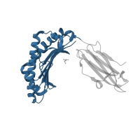 The deposited structure of PDB entry 2gtw contains 2 copies of CATH domain 3.30.500.10 (Murine Class I Major Histocompatibility Complex, H2-DB; Chain A, domain 1) in HLA class I histocompatibility antigen, A alpha chain. Showing 1 copy in chain A.