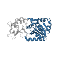 The deposited structure of PDB entry 2h2i contains 1 copy of CATH domain 3.40.50.1220 (Rossmann fold) in NAD-dependent protein deacetylase. Showing 1 copy in chain A.