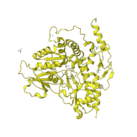 The deposited structure of PDB entry 2hor contains 1 copy of SCOP domain 53384 (AAT-like) in Alliin lyase 1. Showing 1 copy in chain A.