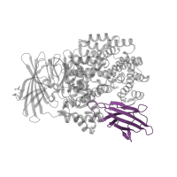 The deposited structure of PDB entry 2hpt contains 1 copy of CATH domain 2.60.40.1840 (Immunoglobulin-like) in Aminopeptidase N. Showing 1 copy in chain A.