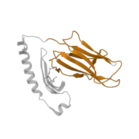 The deposited structure of PDB entry 2icw contains 2 copies of SCOP domain 48942 (C1 set domains (antibody constant domain-like)) in HLA class II histocompatibility antigen, DR alpha chain. Showing 1 copy in chain A.