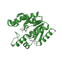 The deposited structure of PDB entry 2iyz contains 1 copy of SCOP domain 52566 (Shikimate kinase (AroK)) in Shikimate kinase. Showing 1 copy in chain A.