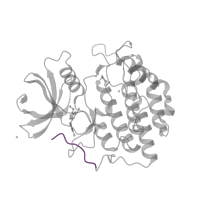 The deposited structure of PDB entry 2izt contains 1 copy of Pfam domain PF12605 (Casein kinase 1 gamma C terminal) in Casein kinase I isoform gamma-3. Showing 1 copy in chain A.