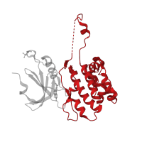 The deposited structure of PDB entry 2j90 contains 2 copies of CATH domain 1.10.510.10 (Transferase(Phosphotransferase); domain 1) in Death-associated protein kinase 3. Showing 1 copy in chain A.