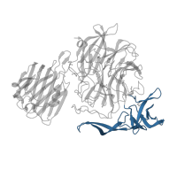 The deposited structure of PDB entry 2jkb contains 1 copy of CATH domain 2.40.220.10 (Intramolecular trans-sialidase; domain 3) in Sialidase B. Showing 1 copy in chain A.