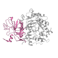 The deposited structure of PDB entry 2kau contains 1 copy of SCOP domain 51339 (alpha-Subunit of urease) in Urease subunit alpha. Showing 1 copy in chain C.