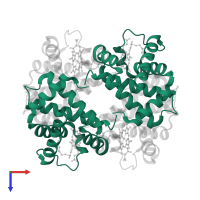 Hemoglobin subunit alpha in PDB entry 2mhb, assembly 1, top view.