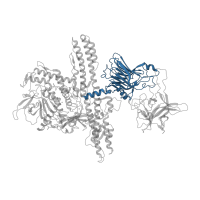 The deposited structure of PDB entry 2np0 contains 1 copy of CATH domain 2.60.120.200 (Jelly Rolls) in Botulinum neurotoxin type B. Showing 1 copy in chain A.