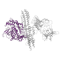 The deposited structure of PDB entry 2np0 contains 1 copy of CATH domain 3.90.1240.10 (Zincin-like) in Botulinum neurotoxin type B. Showing 1 copy in chain A.