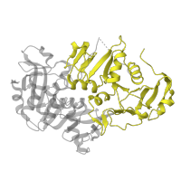 The deposited structure of PDB entry 2nrc contains 4 copies of SCOP domain 74657 (CoA transferase beta subunit-like) in Succinyl-CoA:3-ketoacid coenzyme A transferase 1, mitochondrial. Showing 1 copy in chain B.