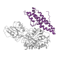 The deposited structure of PDB entry 2nsu contains 2 copies of SCOP domain 47673 (Transferrin receptor-like dimerisation domain) in Transferrin receptor protein 1, serum form. Showing 1 copy in chain A.