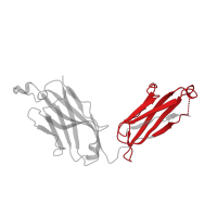 The deposited structure of PDB entry 2ny6 contains 1 copy of Pfam domain PF07654 (Immunoglobulin C1-set domain) in Ig-like domain-containing protein. Showing 1 copy in chain D.