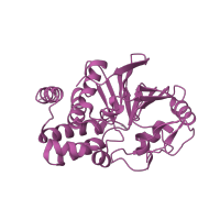 The deposited structure of PDB entry 2nym contains 2 copies of SCOP domain 56310 (Protein serine/threonine phosphatase) in Serine/threonine-protein phosphatase 2A catalytic subunit alpha isoform. Showing 1 copy in chain C.