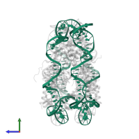 DNA (145-MER) in PDB entry 2nzd, assembly 1, side view.