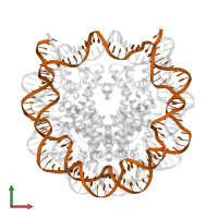 DNA (145-MER) in PDB entry 2nzd, assembly 1, front view.