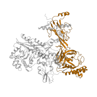 The deposited structure of PDB entry 2o5i contains 2 copies of Pfam domain PF00562 (RNA polymerase Rpb2, domain 6) in DNA-directed RNA polymerase subunit beta. Showing 1 copy in chain I [auth C].