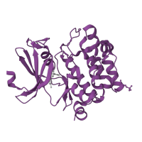 The deposited structure of PDB entry 2obj contains 1 copy of SCOP domain 88854 (Protein kinases, catalytic subunit) in Serine/threonine-protein kinase pim-1. Showing 1 copy in chain A.