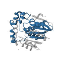 The deposited structure of PDB entry 2ocl contains 1 copy of Pfam domain PF00561 (alpha/beta hydrolase fold) in Valacyclovir hydrolase. Showing 1 copy in chain A.