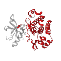 The deposited structure of PDB entry 2oj9 contains 1 copy of CATH domain 1.10.510.10 (Transferase(Phosphotransferase); domain 1) in Insulin-like growth factor 1 receptor beta chain. Showing 1 copy in chain A.