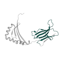The deposited structure of PDB entry 2oje contains 2 copies of Pfam domain PF07654 (Immunoglobulin C1-set domain) in HLA class II histocompatibility antigen, DRB1 beta chain. Showing 1 copy in chain B.