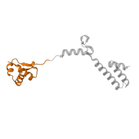 The deposited structure of PDB entry 2otj contains 1 copy of CATH domain 1.10.1650.10 (50s Ribosomal Protein L19e, Chain O, domain 1) in Large ribosomal subunit protein eL19. Showing 1 copy in chain Q [auth P].