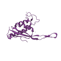 The deposited structure of PDB entry 2otj contains 1 copy of CATH domain 3.90.470.10 (Ribosomal Protein L22; Chain A) in Large ribosomal subunit protein uL22. Showing 1 copy in chain S [auth R].