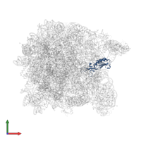 Large ribosomal subunit protein uL16 in PDB entry 2otj, assembly 1, front view.