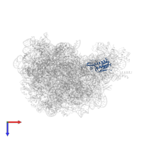 Large ribosomal subunit protein uL16 in PDB entry 2otj, assembly 1, top view.