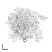 Large ribosomal subunit protein uL15 in PDB entry 2otj, assembly 1, front view.