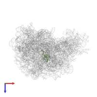 Large ribosomal subunit protein uL15 in PDB entry 2otj, assembly 1, top view.