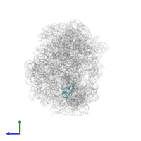 Large ribosomal subunit protein eL21 in PDB entry 2otj, assembly 1, side view.