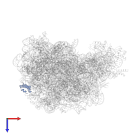Large ribosomal subunit protein uL29 in PDB entry 2otj, assembly 1, top view.