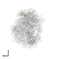 Large ribosomal subunit protein eL31 in PDB entry 2otj, assembly 1, side view.