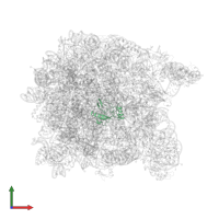 Large ribosomal subunit protein eL32 in PDB entry 2otj, assembly 1, front view.