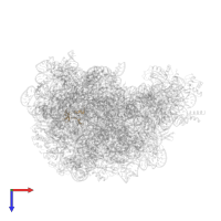 Large ribosomal subunit protein eL37 in PDB entry 2otj, assembly 1, top view.